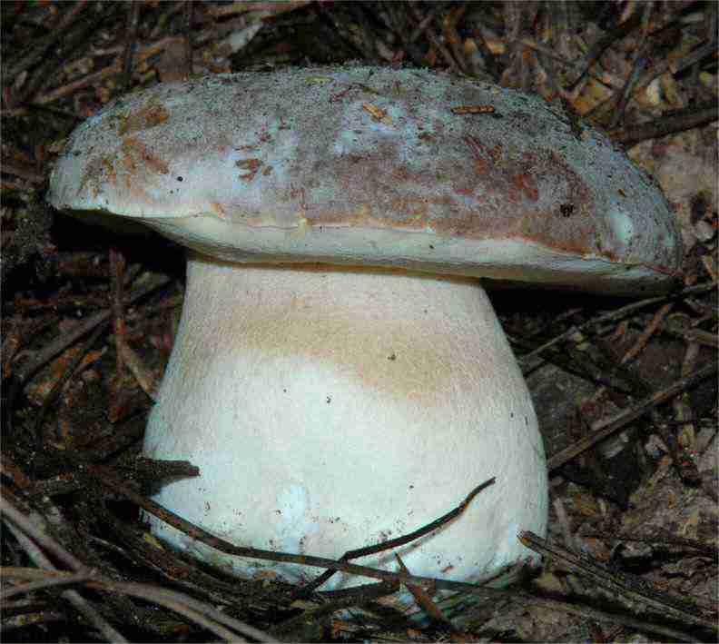  Image name: 55 Porcino.jpg 
 width: 792 pixel 
 height: 709 pixel 
 Size: 39138 bytes 
 Click to enlarge 